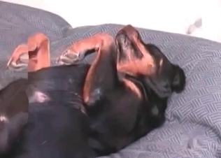 Doberman gets nailed by real man