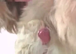 Doggy and kinky female in the hot bestiality