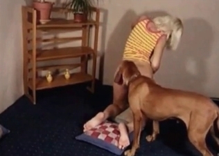 Dog licks a juicy cunt with passion