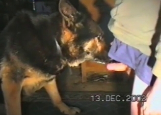 Big dicks and a horny mongrel