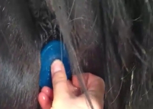 Awesome pony and horny beauty enjoy bestiality