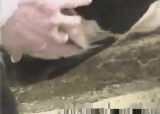 Screwing my own cow in doggy style pose