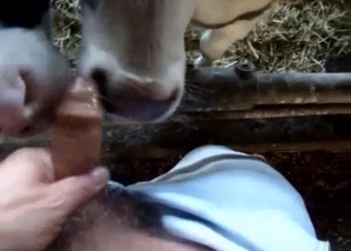 Cute cow slowly licks my soft shaved cock