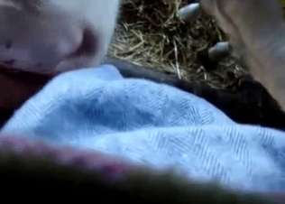 Cute cow slowly licks my soft shaved cock