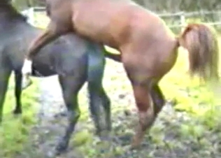 Brown stallion fucks a nice young horse