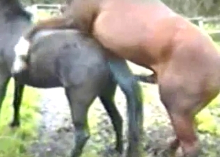 Brown stallion fucks a nice young horse