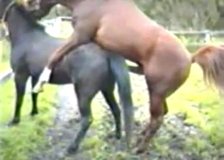 Brown stallion fucks a nice young horse