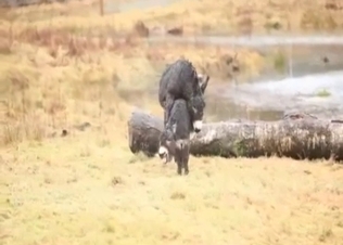 Wild mules have nice sex in the forest