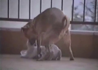 Dog is about to fuck that pussy