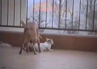 Dog is about to fuck that pussy