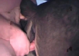 An amazing bestiality vid with close-ups
