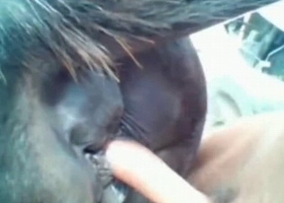 That cock is perfect for a horse