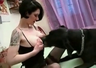 Busty babe in stockings gets licked