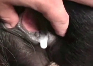 Close-up animal pussy showcase