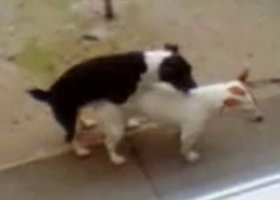 Two small dogs fucking like crazy