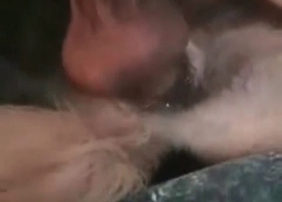 Sexy doggy in the sweet amateur bestiality