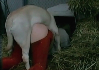 Sweet zoo sex action in the abandoned hayloft