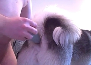 Sexy dog adores nasty games with a dildo