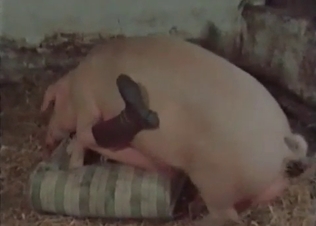 Filthy young whore gets banged by pig