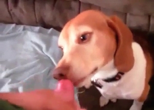 Hard dick for a cock loving puppy