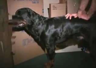 Doggy gets nailed by crazy zoophile