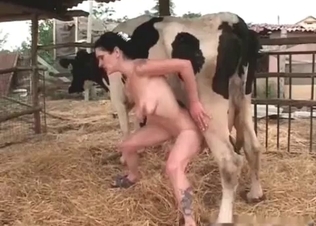 Cow in the awesome farm bestiality XXX