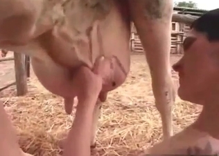 Cow in the awesome farm bestiality XXX