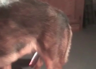 Nasty dog bestiality with my trained pet