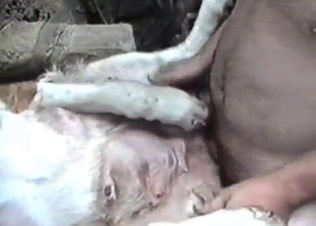Dirty anal sex in the amateur zoophilia XXX