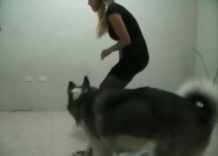Husky in the amateur dog zoophilia