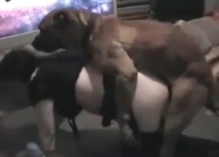 Cute dog and mature have sex