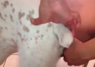 Tasty pussy and a horny doggy