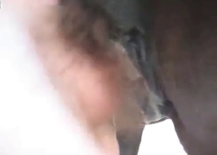 Awesome anal sex action with a horse