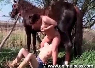 Blowjob for a good mare