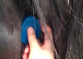 Awesome pony and horny beauty enjoy bestiality