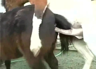 Horse dick is slowly becoming massive
