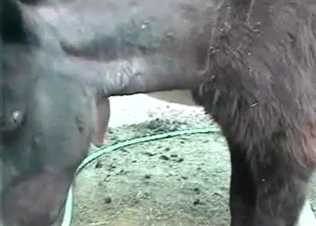 Horse dick is slowly becoming massive