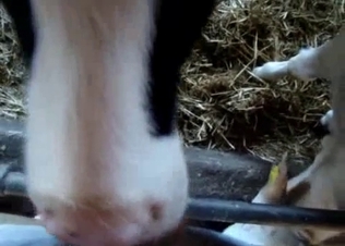 Cute cow slowly licks my soft shaved cock