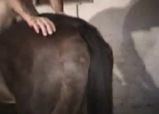 Farmer gives a rimjob for a big horse