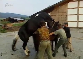 Two horses are trying hard to fuck