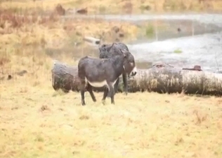 Wild mules have nice sex in the forest