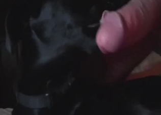 Angelic black dog licks a loaded cock
