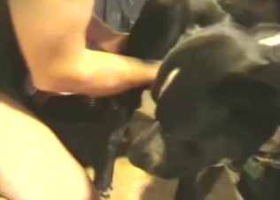 Sexy black doggy and crazy zoo lovers