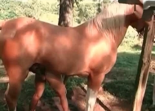 Latina bends over to take horse's cock