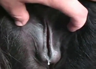 Close-up animal pussy showcase