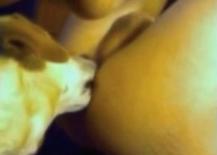 Dog licks her twat with pleasure