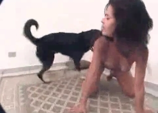 Dog screwed a sexy bitch from behind