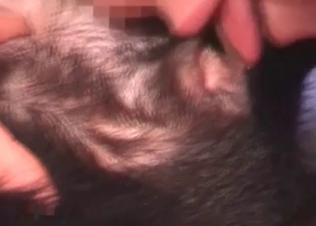 Licking puppy genitals in a hot way