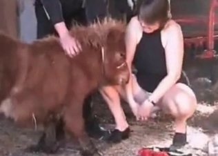Wife and pony fuck in bestiality mode