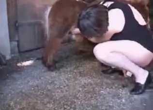 Wife and pony fuck in bestiality mode